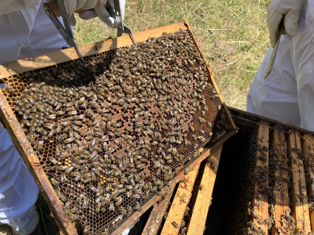 Intervention printanière