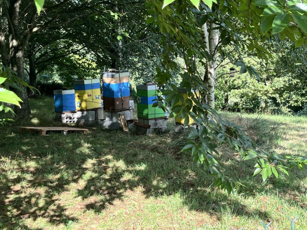 Les ruches à l'ombre des chataigners